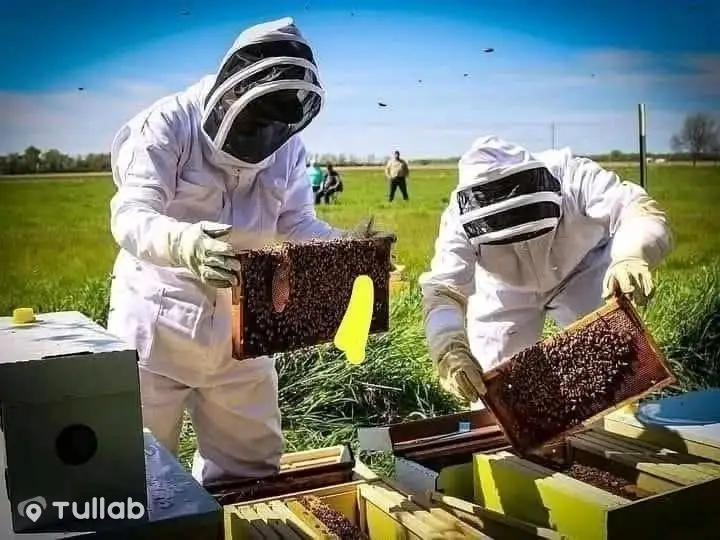 Натуральный мёд, горный, тмин, клевер