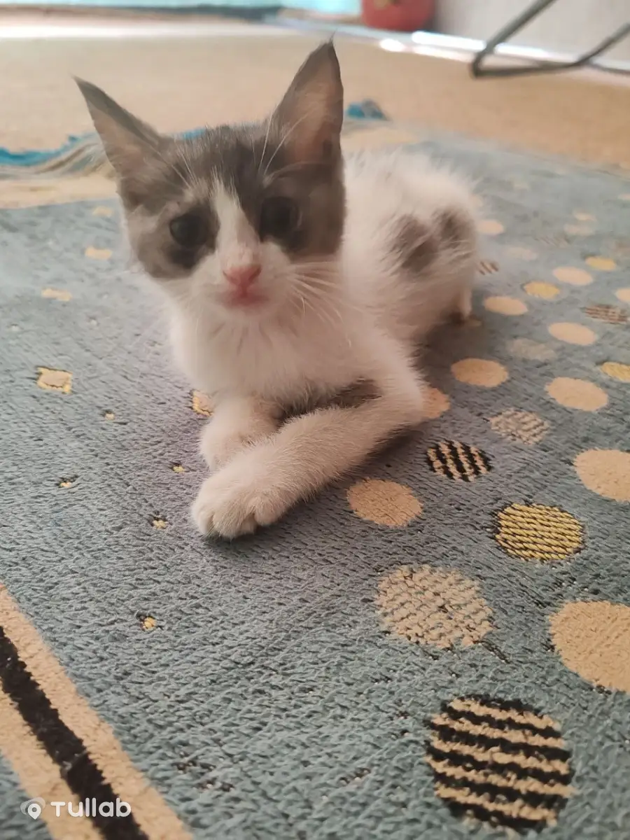 Котёнок, 3 месяца, с мисками